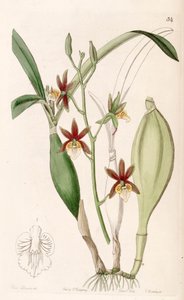 Prosthechea pterocarpa
